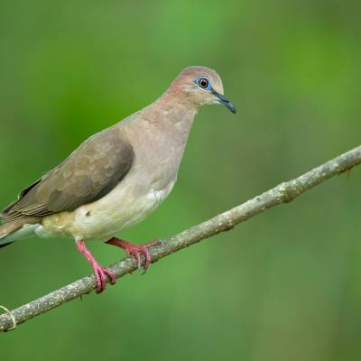 White-winged dove