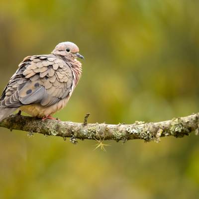 Eared dove