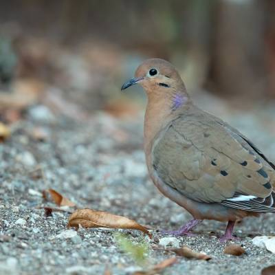 Zenaida dove