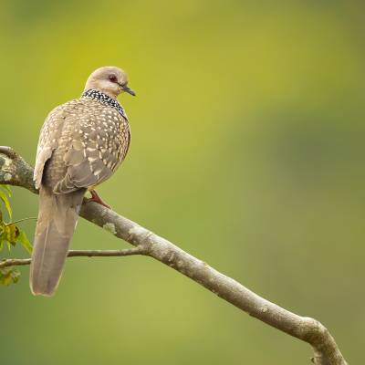 Spotted dove