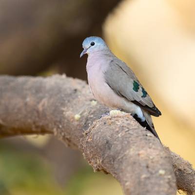 Emerald-spotted wood dove