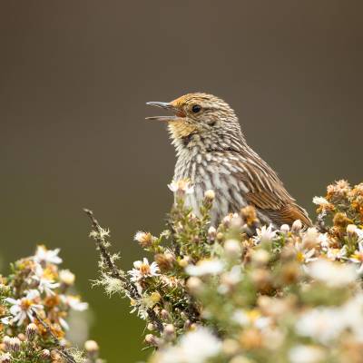 Many-striped canastero