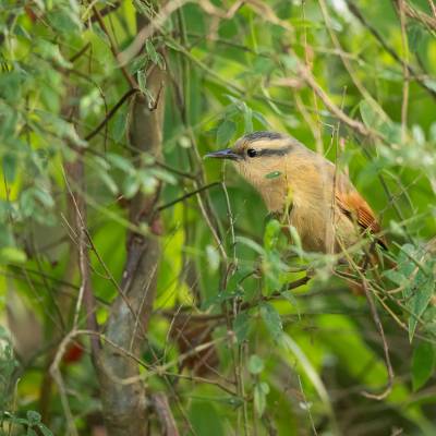 Buff-fronted foliage-gleaner