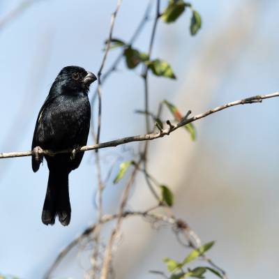 Cuban bullfinch