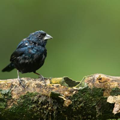 Blue-black grassquit