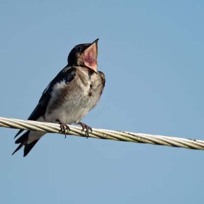 Grey-breasted martin