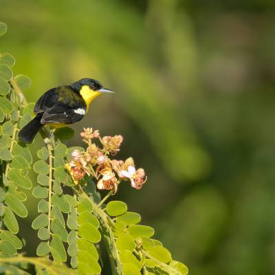 Common iora