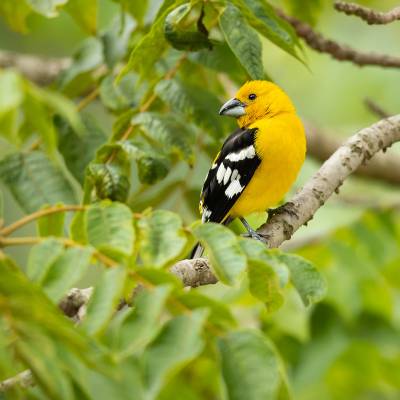 Golden grosbeak