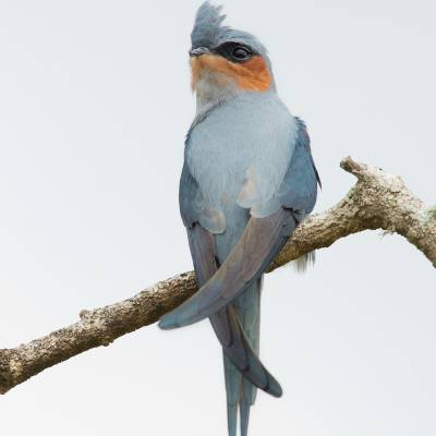 Crested treeswift