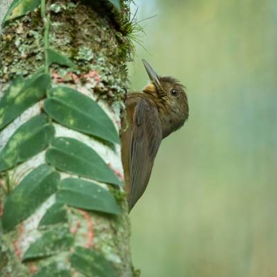 Plain-winged woodcreeper