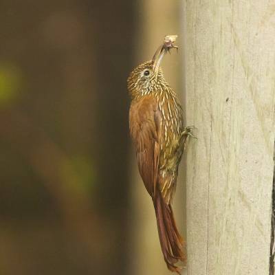 Montane woodcreeper