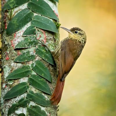 Lesser woodcreeper