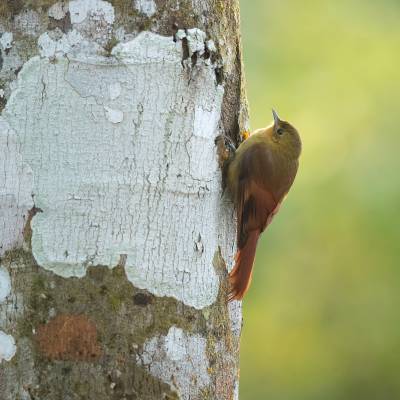 Olivaceous woodcreeper