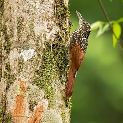 Black-striped woodcreeper