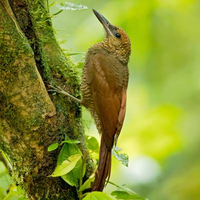 Northern barred woodcreeper