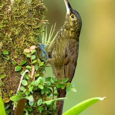 Spotted woodcreeper