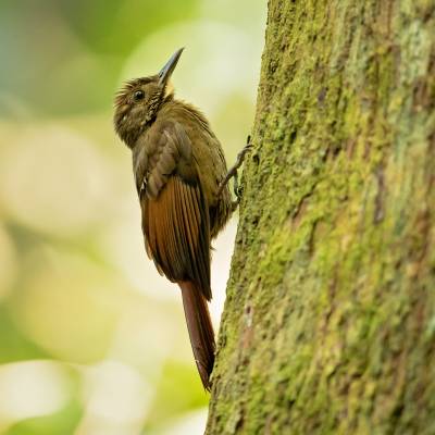 Tawny-winged woodcreeper