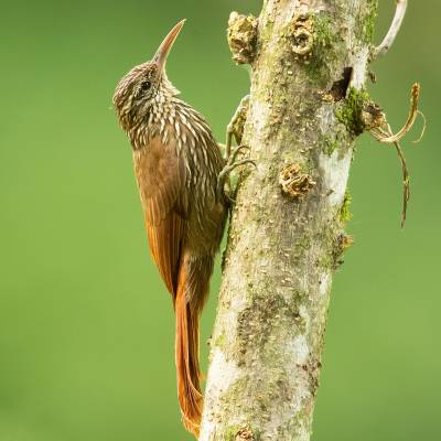 Streak-headed woodcreeper