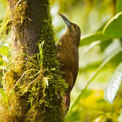 Strong-billed woodcreeper