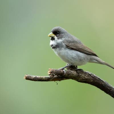 Double-collared seedeater