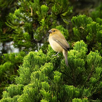 Yellow-bellied seedeater