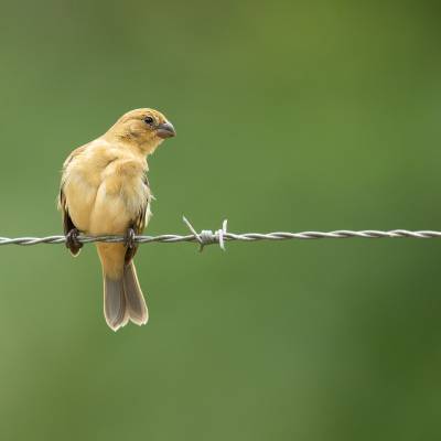 Cinnamon-rumped seedeater