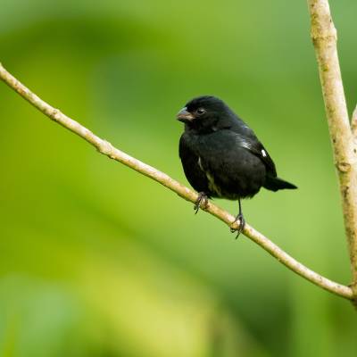 Variable seedeater