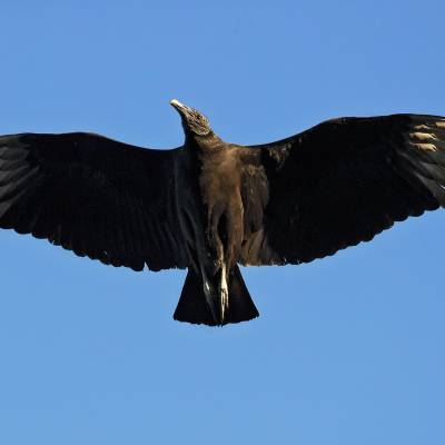 Black vulture