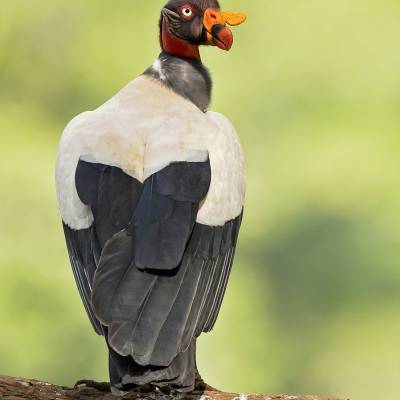 King vulture