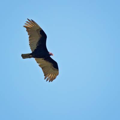 Turkey vulture