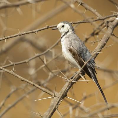 White wagtail