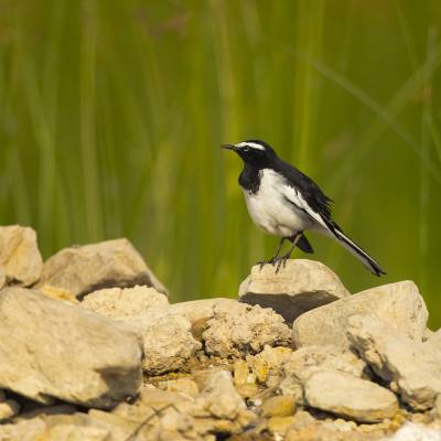 White-browed wagtail