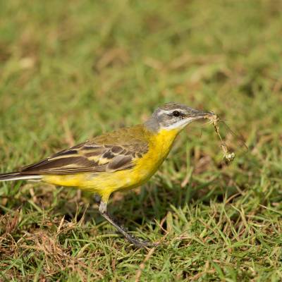 Western yellow wagtail