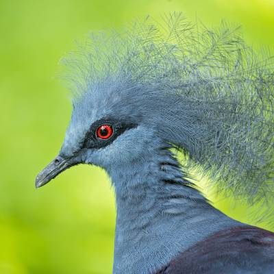 Victoria crowned pigeon