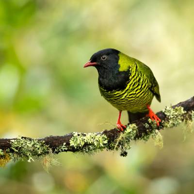 Barred fruiteater