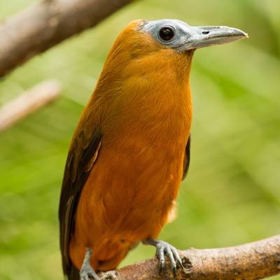 Capuchinbird