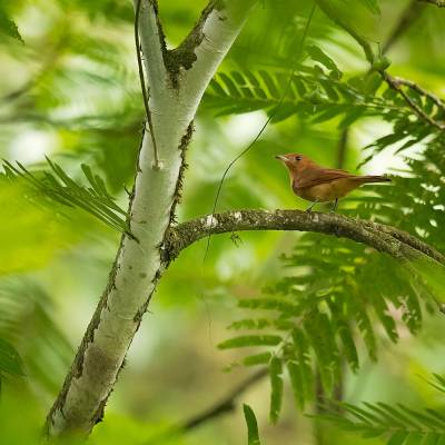 Rufous mourner