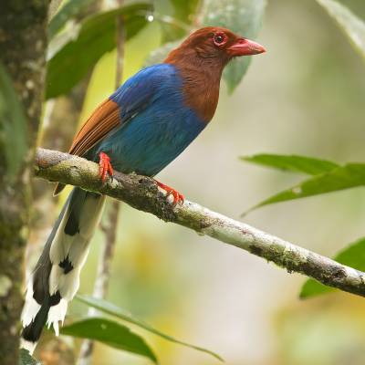 Sri Lanka blue magpie