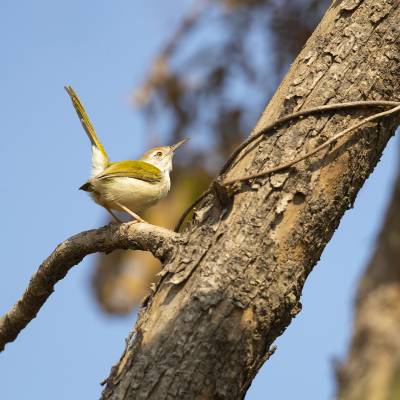 Common tailorbird