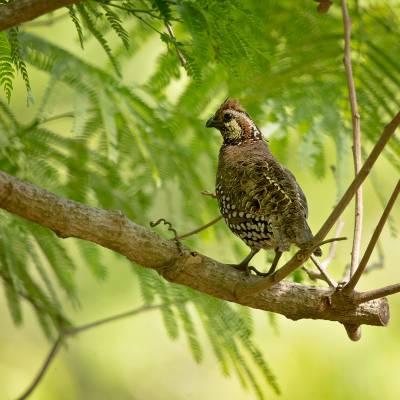 Crested bobwhite