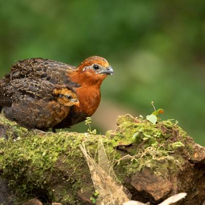 Chestnut wood quail