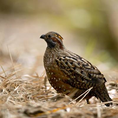 Spotted wood quail