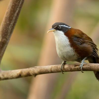 Javan scimitar babbler