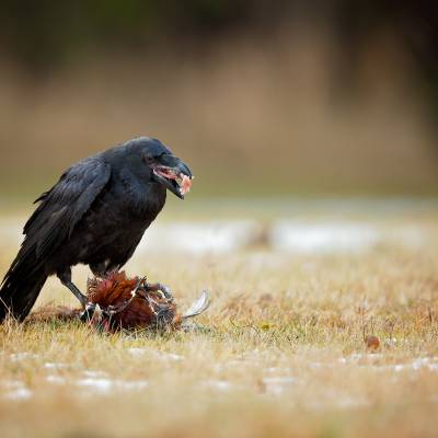 Common raven