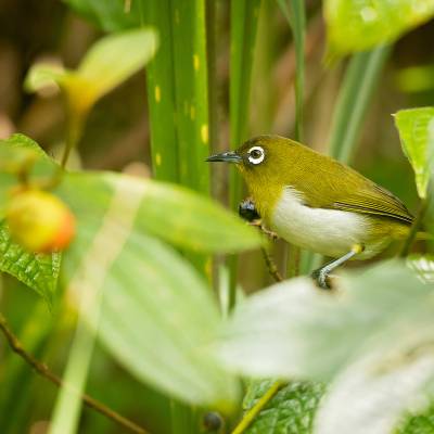 Sri Lanka white-eye