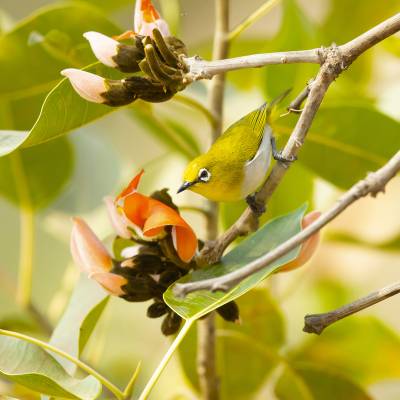 Indian white-eye