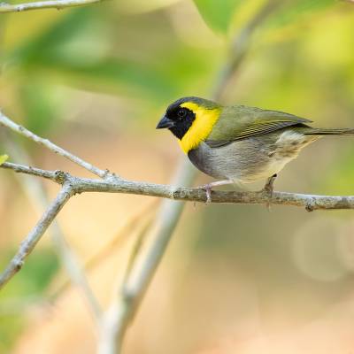 Cuban grassquit