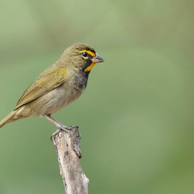 Yellow-faced grassquit