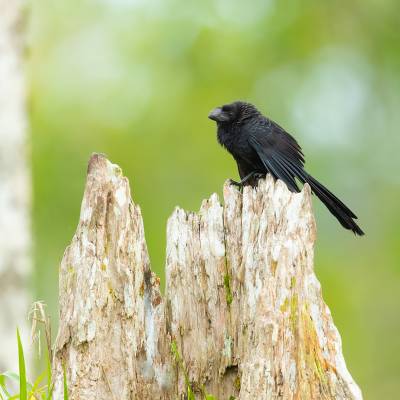 Smooth-billed ani