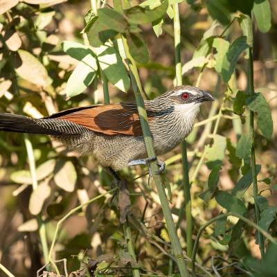 White-browed coucal